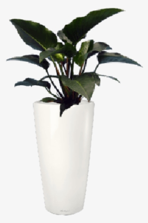 Philodendron Rojo Congo - Flowerpot