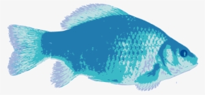 Imagenes Png De Peces