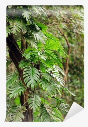 Wall
