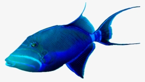 Peces Del Oceano Png