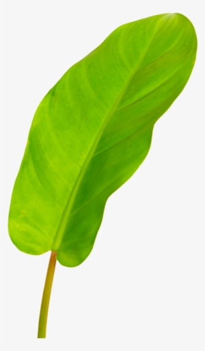 Philodendron Lemon Leaf - Lemon