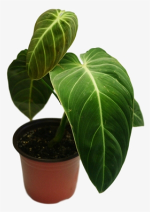 Philodendron Melanochrysum 'black Gold Philodendron' - Houseplant