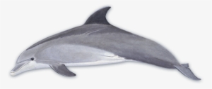 Bottlenose Dolphin - Bottlenose Dolphin Png