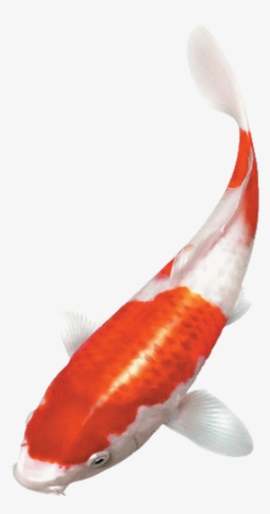 Fish Koi Japan Png