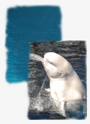 Discover How The Vocal, Social Beluga Whale Survives - Beluga Whale