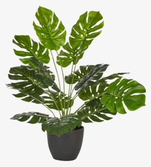 Philodendron Artificiel En Pot H50cm-philo - Philodendron En Pot