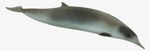 Spade Toothed Beaked Whale - Transparent Spade Toothed Whale