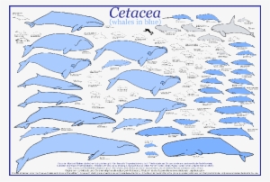 A Mammal Is A Warm-blooded Animal Whose Young Are Born - Blue Whale Size Comparison