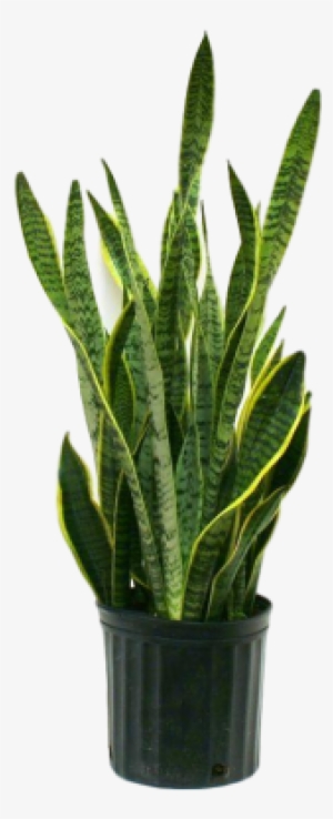 The Snake Plant Is Another Very Well-known Plant, And - Png Format Snake Plant Png