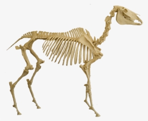 Comment Some More Below - Horse Skeleton Real Life