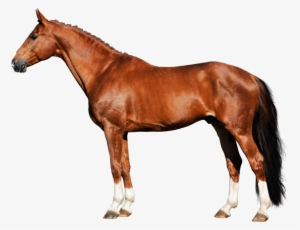 Advanced Hoof Care - Russische Don Paard