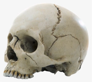 Skull Png - Forensic Osteology: Advances In The Identification