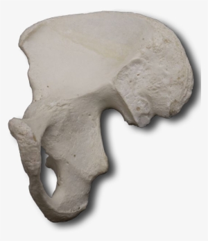 Hip Bone - Ilium