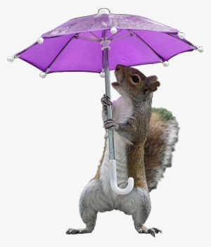 Animalsquirrel - Umbrella
