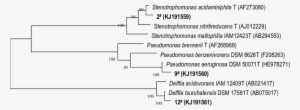 Phylogenetic Tree Derived From 16s Rdna Sequence Data - Number