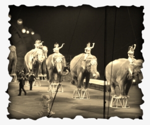 every major circus that uses animals has been cited - russian circus elephants