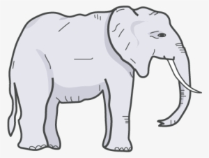 anna louise - indian elephant