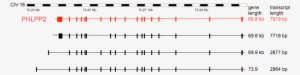 Genomic Organization Of The Phlpp2 Transcripts - Sheet Music