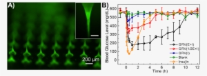A Fluorescence Microscopy Image Of Mns Loading Grvs - Microneedle Array Glucose