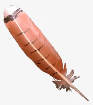 Red-tailed Hawk Feather - Invertebrate