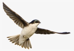 Part 11 Banner - Osprey