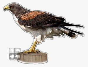 White-tailed Hawk Decal - Art