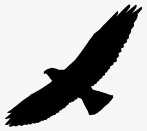 Animal Bird Bird Of Prey Clips Grasshopper - Hawk Clipart