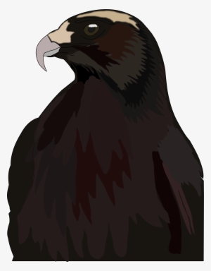 Hawk - Red-tailed Hawk