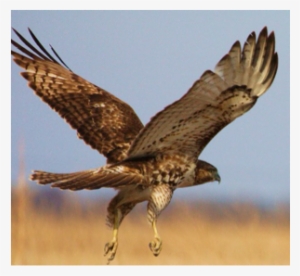Red Tailed Hawks - Hawk