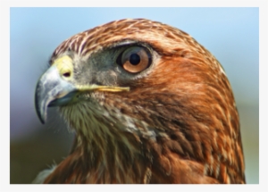 Red Tailed Hawks - Head Of A Hawk