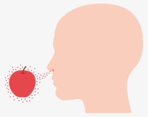 Olfactory Perception - Illustration