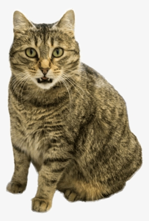 Feline Immunodeficiency Virus Is One Of The Two Most - Class F Cable