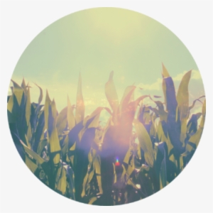 Run Around A Cornfield - Good Background