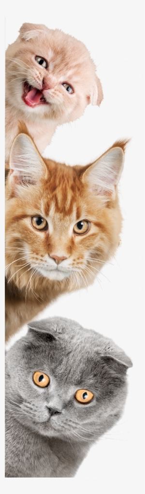 Cats On Sides Copy - Sticker