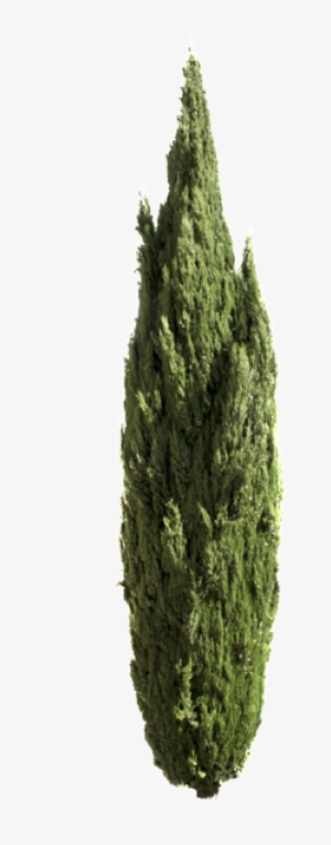 Cupressus Png - Mediterranean Cypress