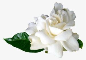 Esencia Flores Blancas - Flores Blancas Png