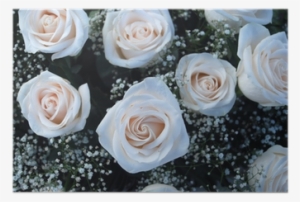 Ramo De Rosas Blancas - Garden Roses