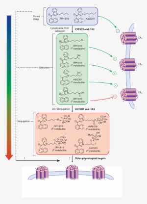 Image Not Available - Diagram