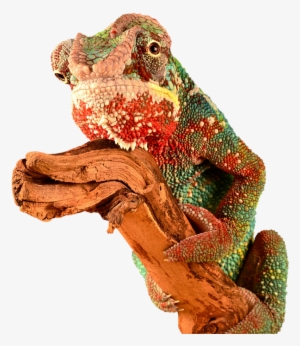 Reptile, Chameleon, Lizard, Colorful, Camouflage, Red - Lagarto Colorido Png