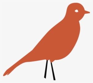 Passarinho Laranja - Finch