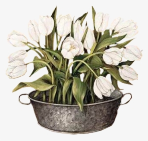 Joyce Galley - White Tulips Canvas