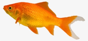 The Pet Shop Worthing - Types Of Goldfish