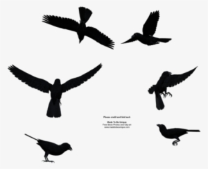 Raven Bird - Manga Birds Png