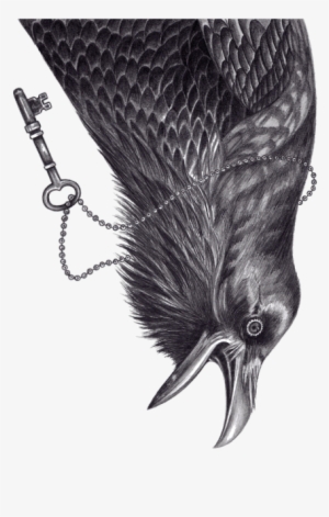 Andrea Hrnjak, From Collaboration With Kultprit - Common Raven