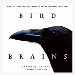 Bird Brains “ - Bird Brains The Intelligence Of Crows Ravens Magpies