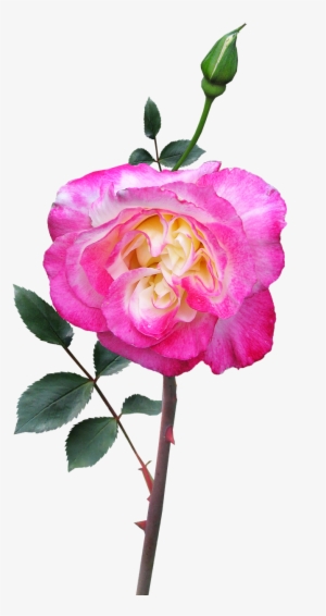 Rose Stem Flower - Stock.xchng