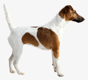 Appearance Of Smooth Fox Terrier