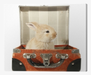 Rabbit Baby Bunny In Old Suitcase Canvas Print • Pixers® - Rabbit Suitcase