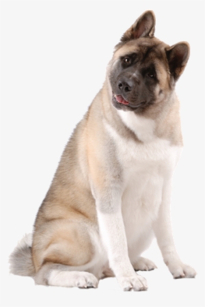 Why Choose An Akita To Be The Star Of Your Ecard - American Akita Png