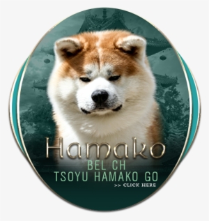 Bel Ch Tsoyu Hamako Go - Dog